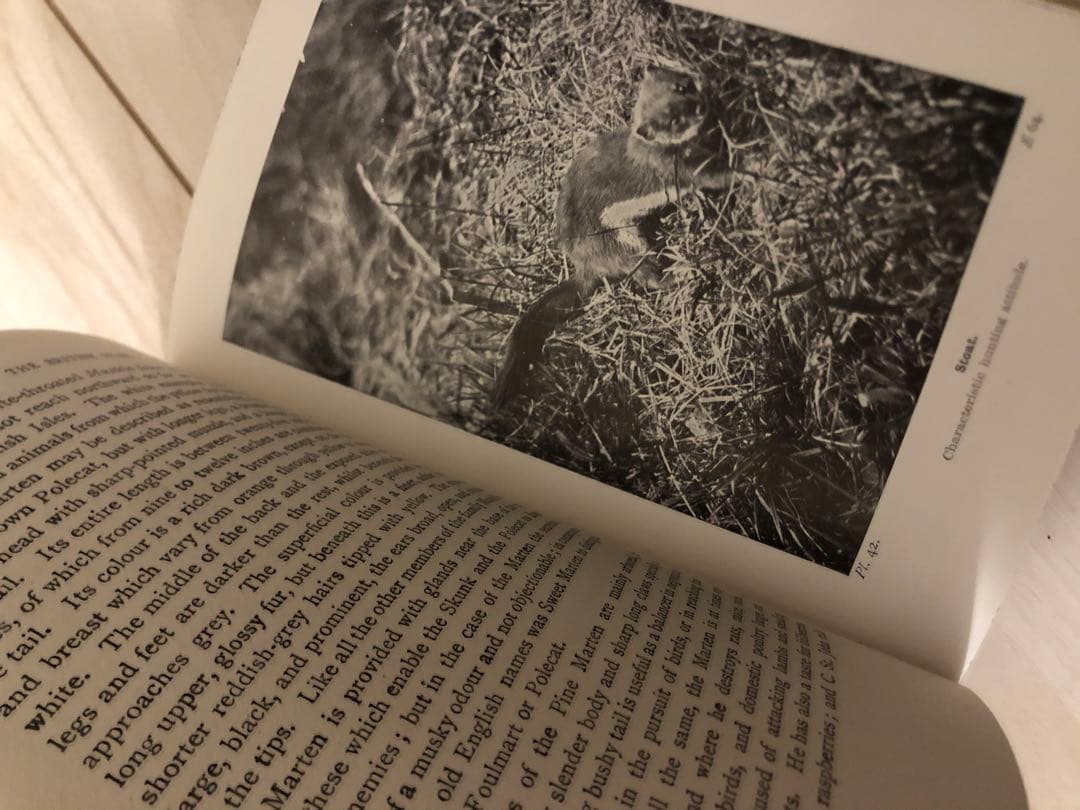 希少　洋書　1942年　古書　Animal Life Of The