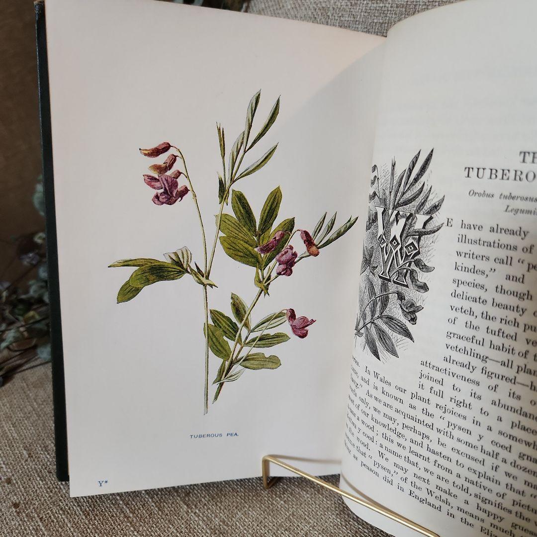 植物図鑑　洋書　古書　アンティーク　Familar Wild Flowers⑤