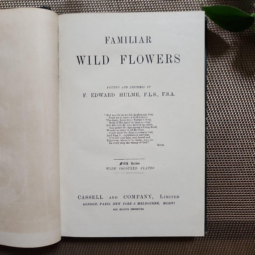 植物図鑑　洋書　古書　アンティーク　Familar Wild Flowers⑤