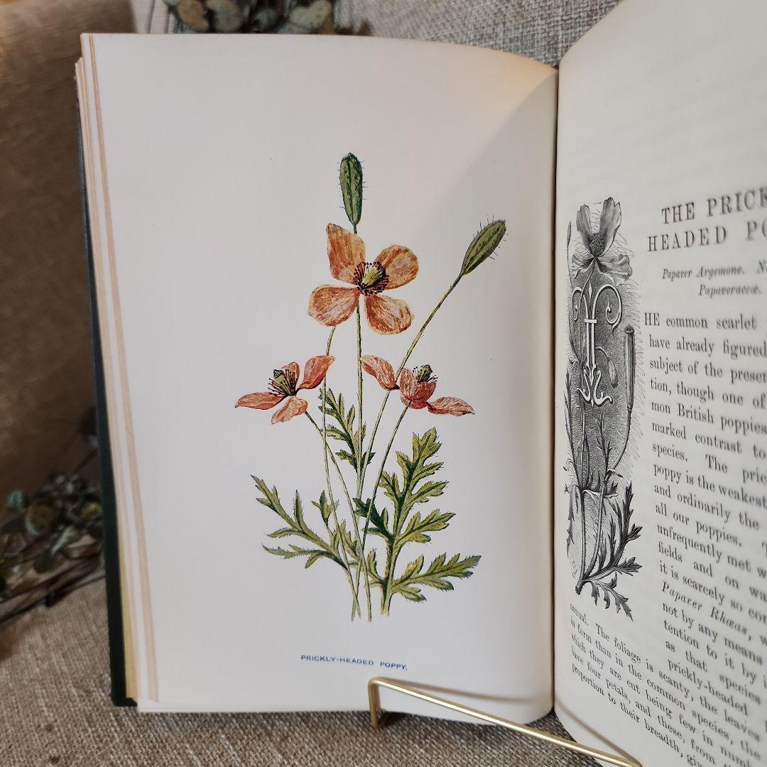 植物図鑑　洋書　古書　アンティーク　Familar Wild Flowers⑤