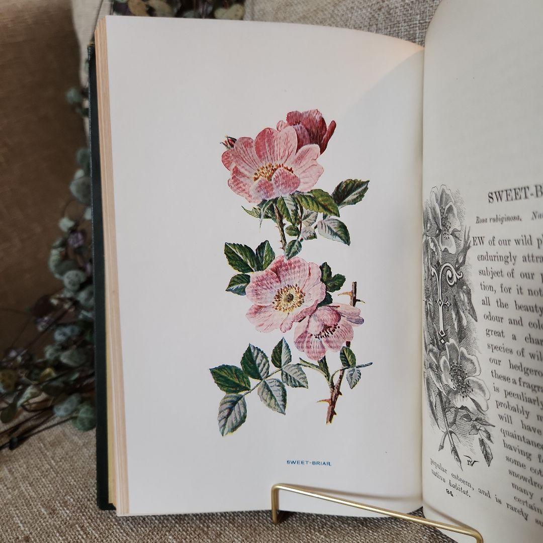 植物図鑑　洋書　古書　アンティーク　Familar Wild Flowers⑤