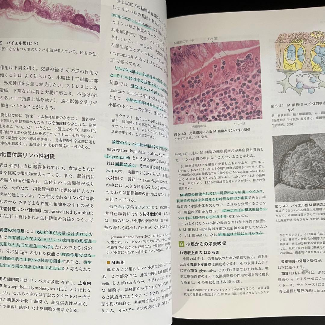 ❤️大特価❤️標準　組織学 各論 第5版　医学　藤田 尚男　医療　薬学