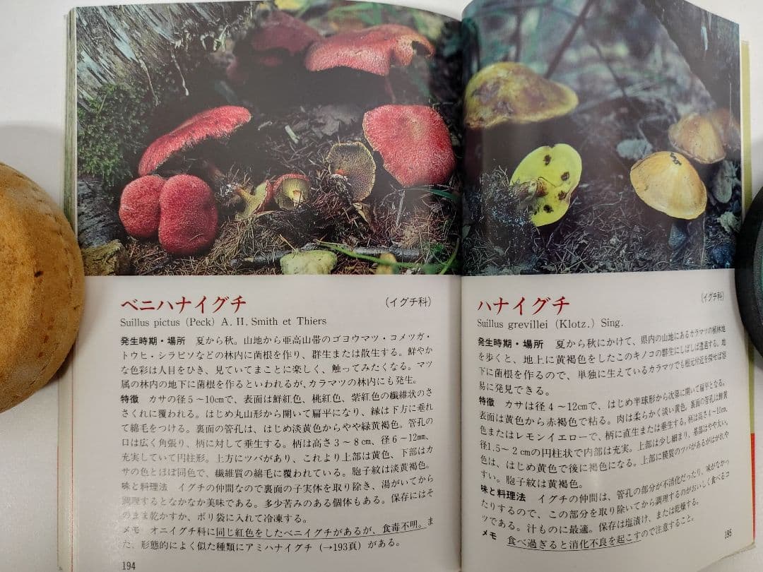 『とやまの山菜・きのこ』 見分け方・採取時期・味と料理・薬効などを解説 稀覯本