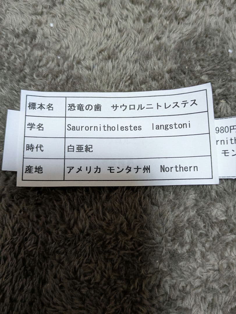恐竜の歯化石　サウロルニトレステス