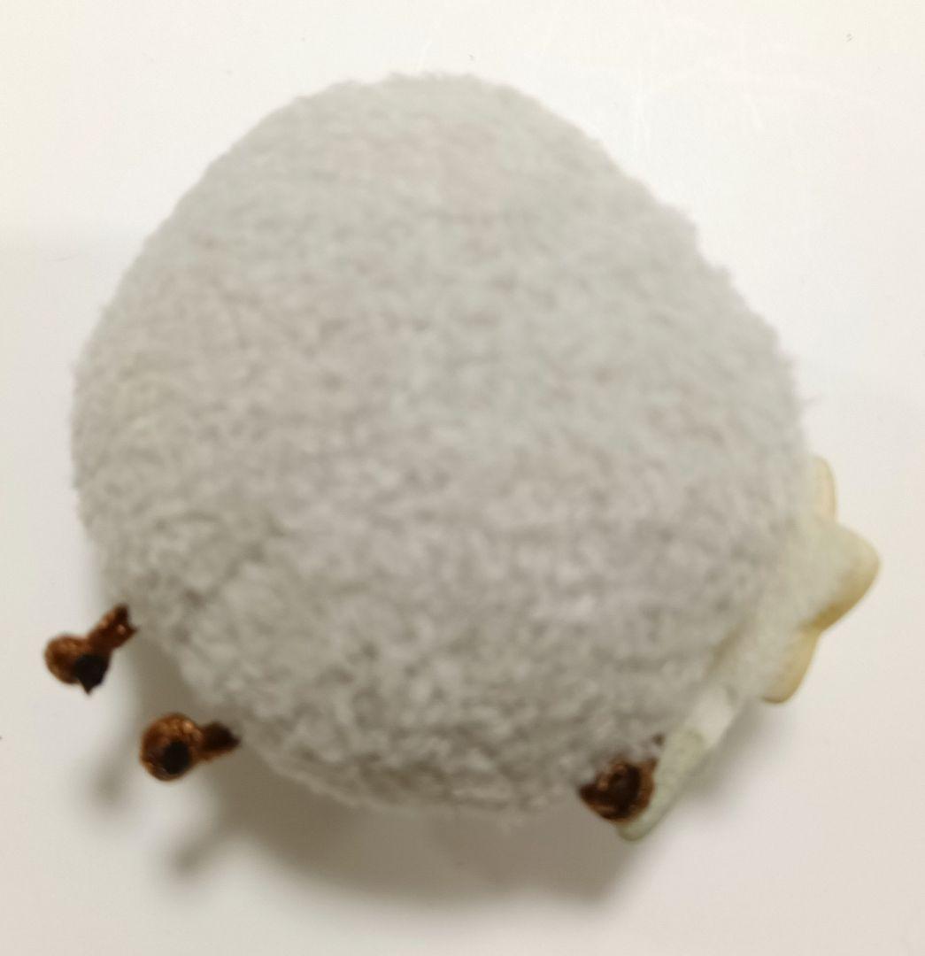 すみっコぐらし てのりぬいぐるみ ファンクラブ　金のたぴおか　継続特典　みにっコ