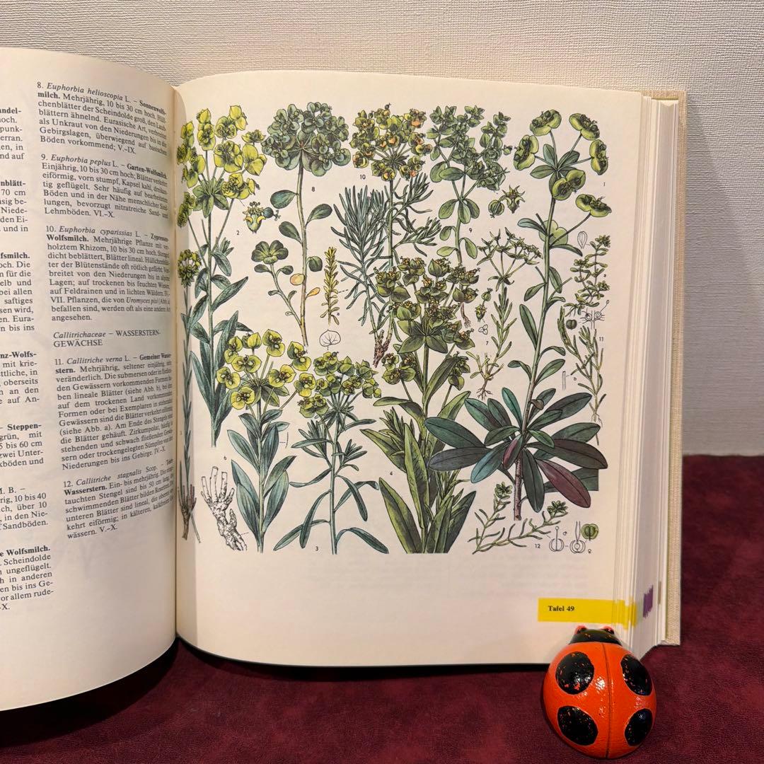 329⑩1981年ドイツ語版植物画　植物図鑑　ジャンクジャーナル　ボタンニカル