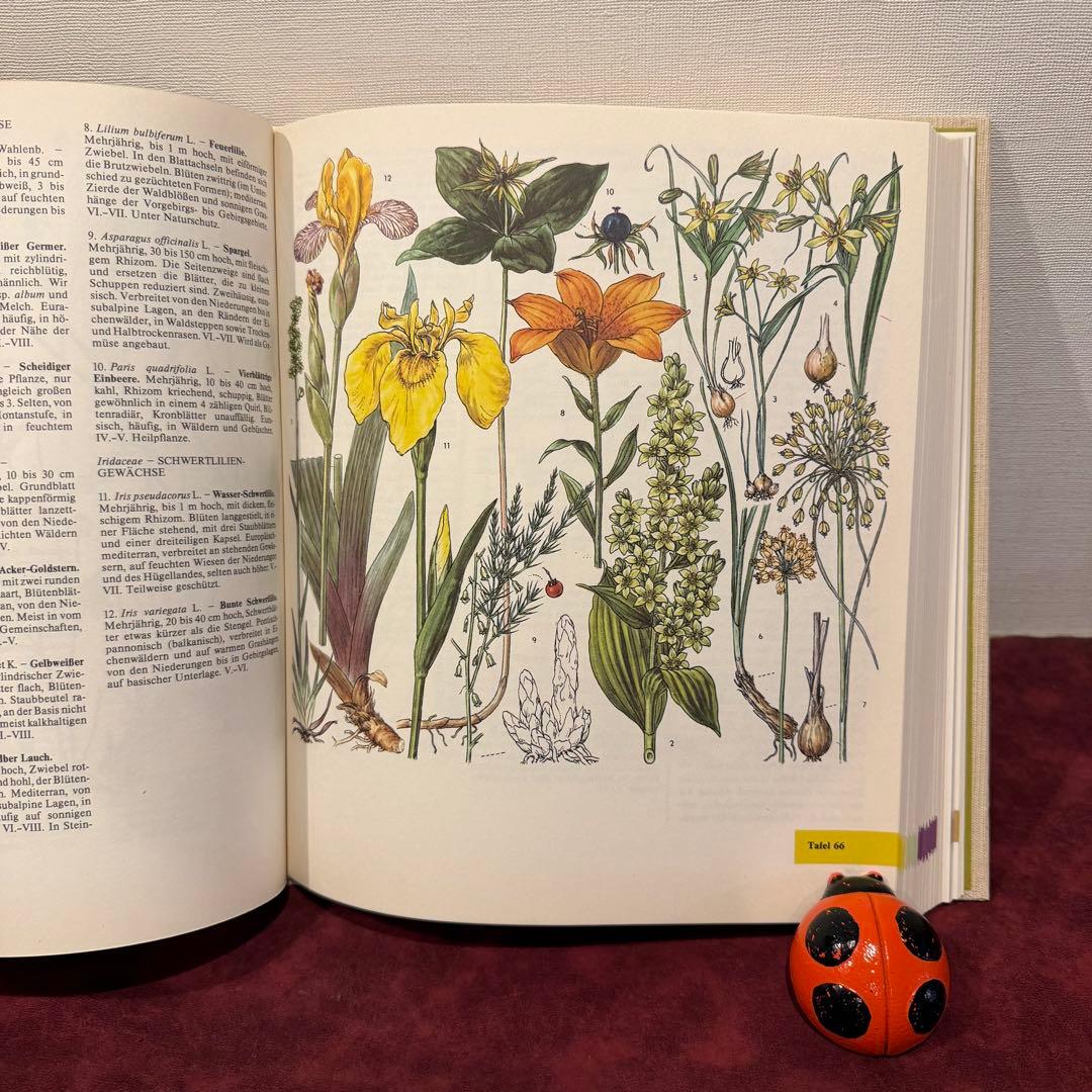 329⑩1981年ドイツ語版植物画　植物図鑑　ジャンクジャーナル　ボタンニカル