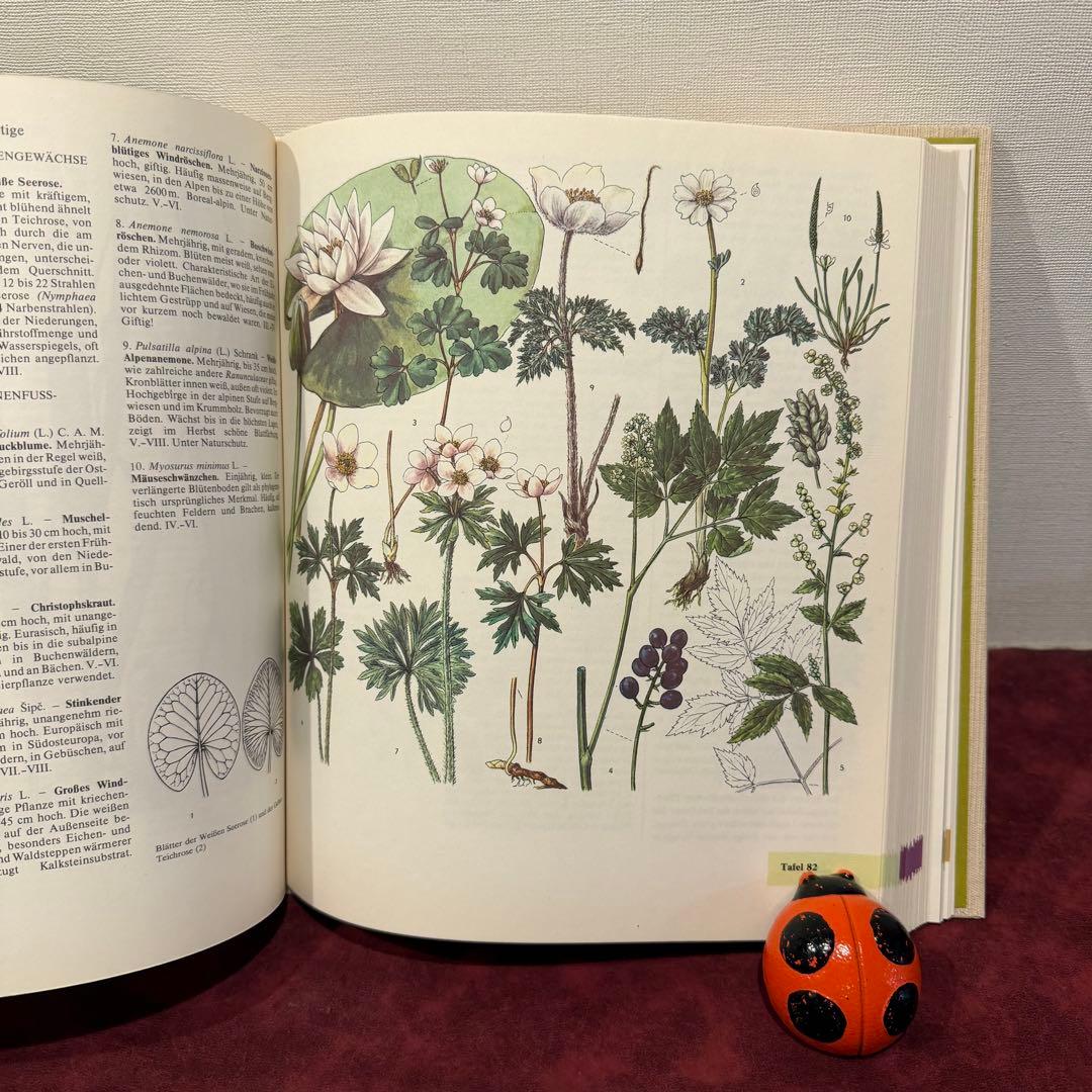 329⑩1981年ドイツ語版植物画　植物図鑑　ジャンクジャーナル　ボタンニカル