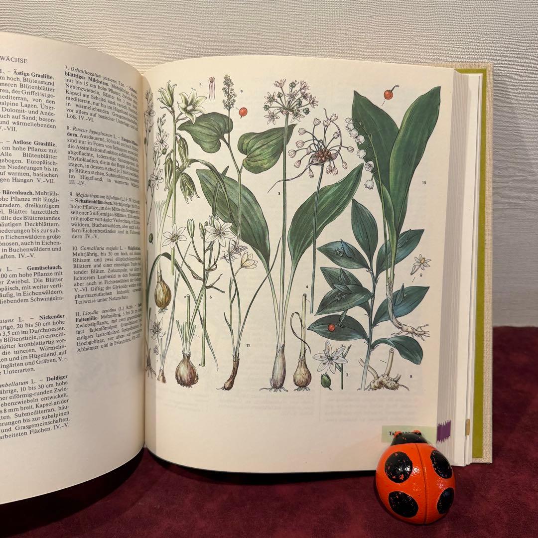 329⑩1981年ドイツ語版植物画　植物図鑑　ジャンクジャーナル　ボタンニカル