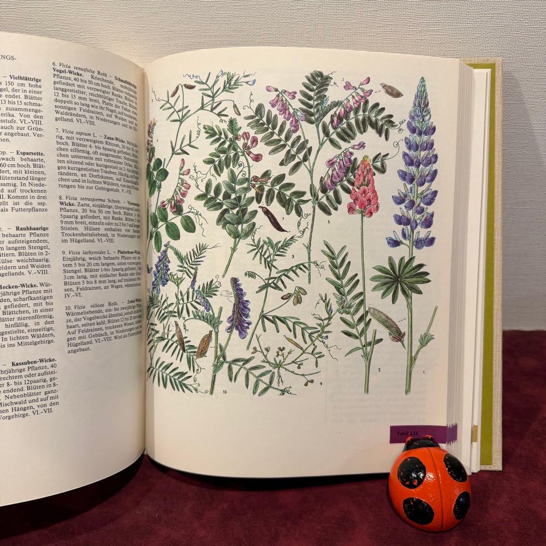 329⑩1981年ドイツ語版植物画　植物図鑑　ジャンクジャーナル　ボタンニカル