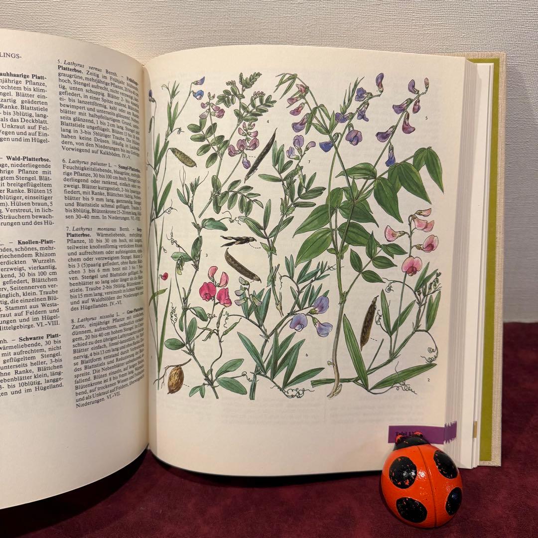 329⑩1981年ドイツ語版植物画　植物図鑑　ジャンクジャーナル　ボタンニカル