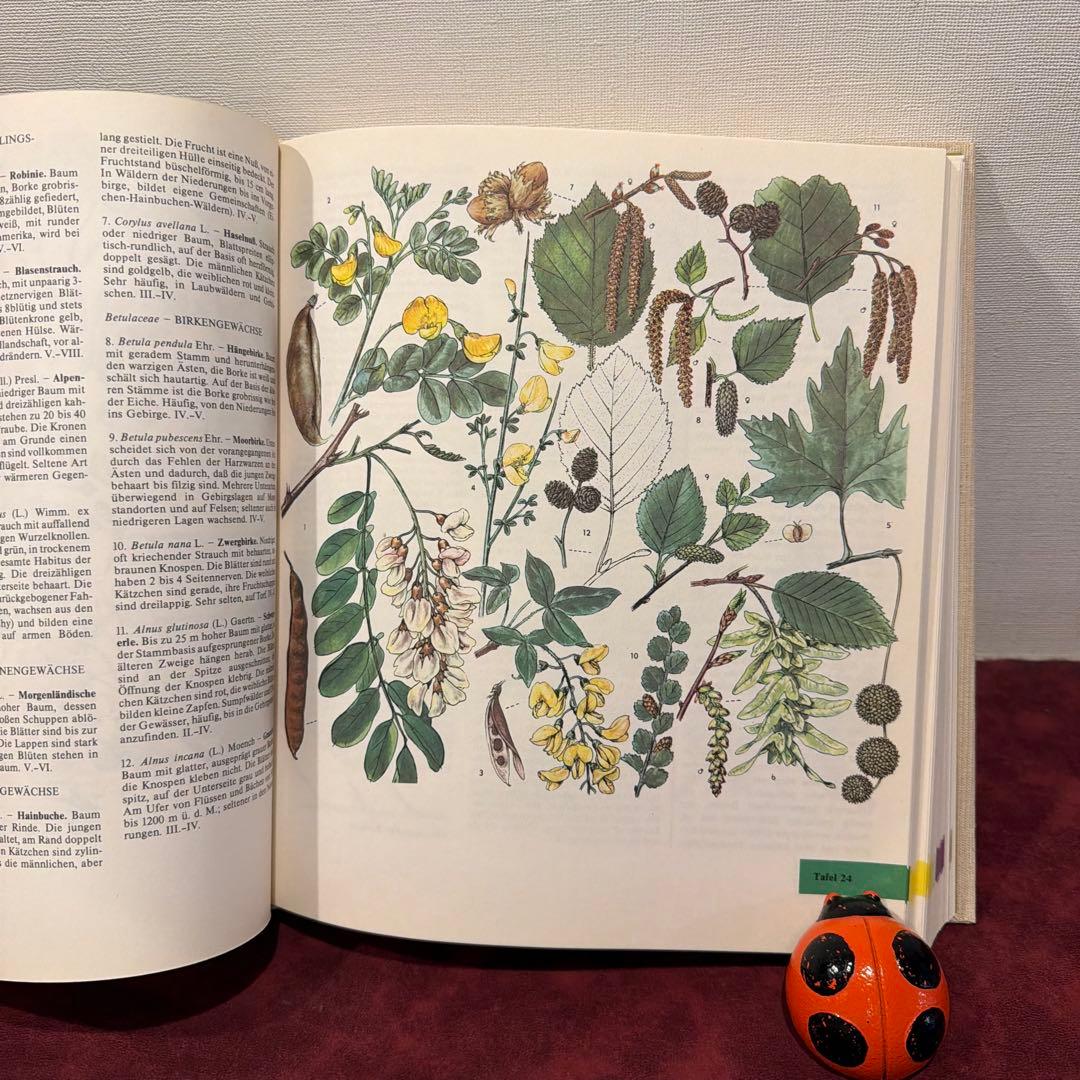 329⑩1981年ドイツ語版植物画　植物図鑑　ジャンクジャーナル　ボタンニカル