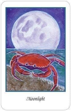 【正規品オラクルカード】入手困難な海外デッキ✨動物たちから高い直感を得るオラクル