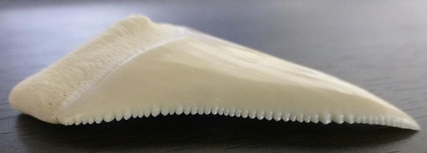 【NASUSAN専用】ホジロザメ（C. carcharias）の歯 56.2ｍｍ