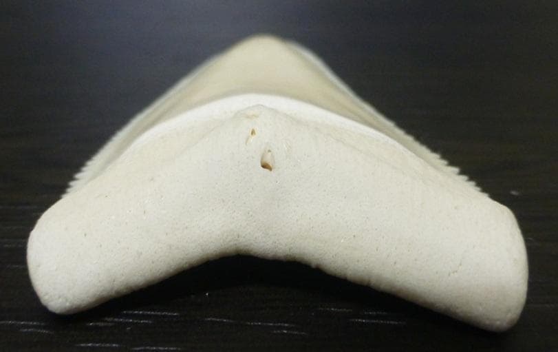【NASUSAN専用】ホジロザメ（C. carcharias）の歯 56.2ｍｍ