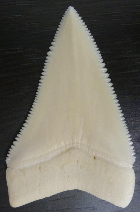 【NASUSAN専用】ホジロザメ（C. carcharias）の歯 56.2ｍｍ