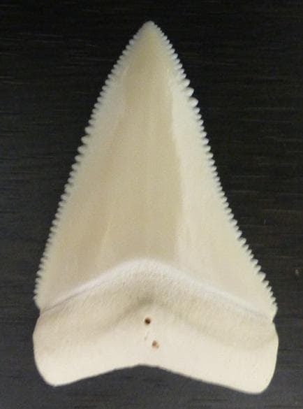 【NASUSAN専用】ホジロザメ（C. carcharias）の歯 56.2ｍｍ