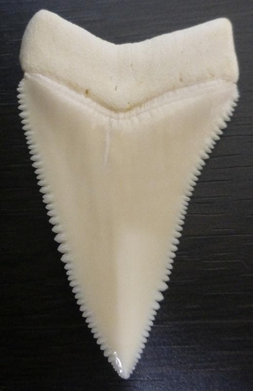 【NASUSAN専用】ホジロザメ（C. carcharias）の歯 56.2ｍｍ