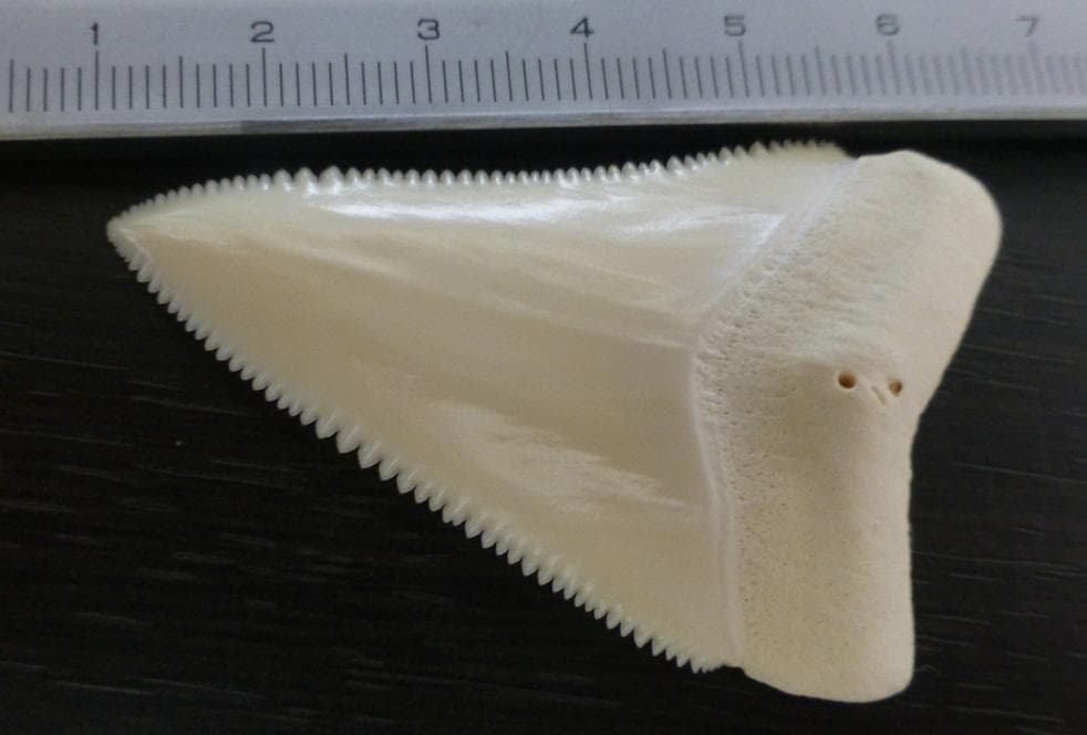 【NASUSAN専用】ホジロザメ（C. carcharias）の歯 56.2ｍｍ