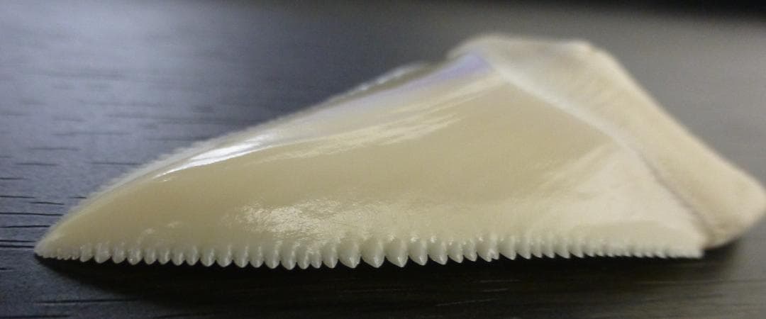 【NASUSAN専用】ホジロザメ（C. carcharias）の歯 56.2ｍｍ