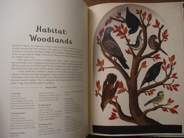 アート・デザイン・音楽 Animalium: Welcome to the Museum