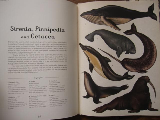 アート・デザイン・音楽 Animalium: Welcome to the Museum