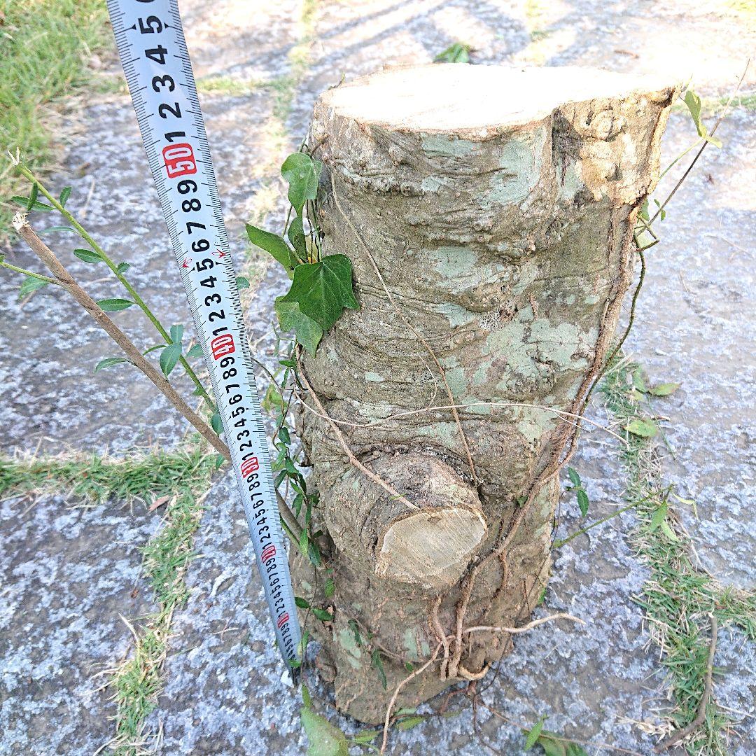 柘植の木