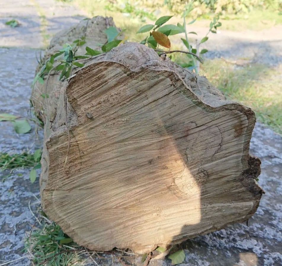柘植の木