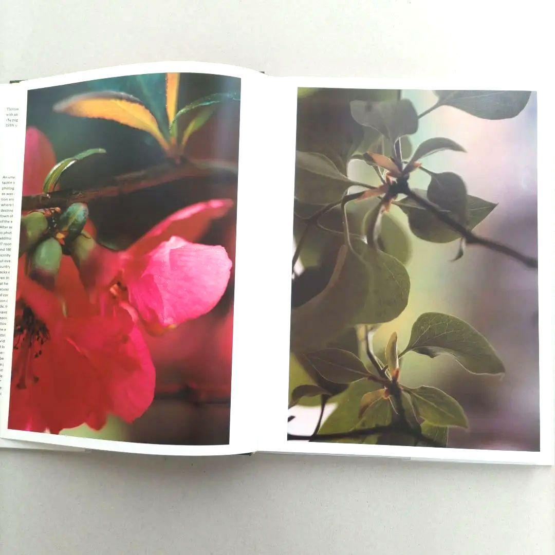 thomas struth:Dandelion Room/写真集 作品集 洋書
