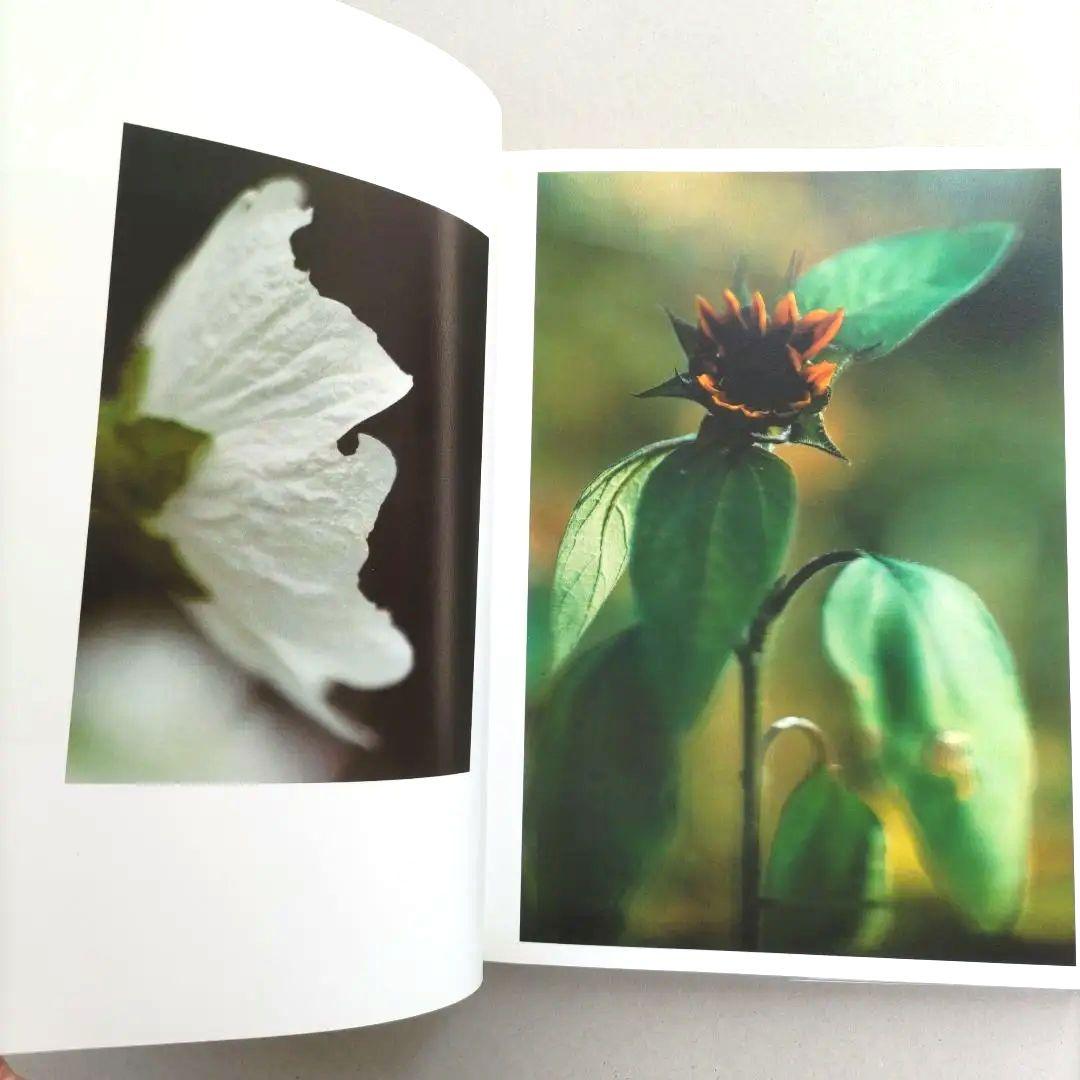 thomas struth:Dandelion Room/写真集 作品集 洋書