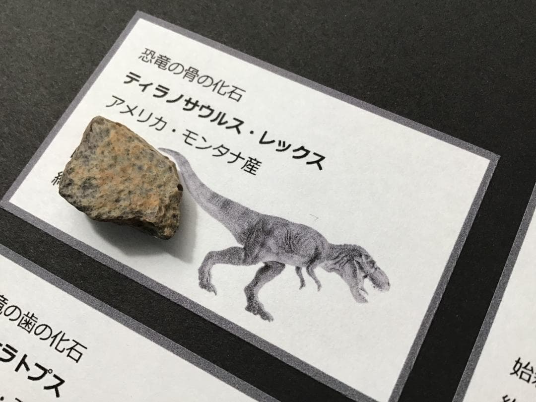 化石 4種 [ZE21] ティラノサウルス モササウルス トリケラトプス 琥珀