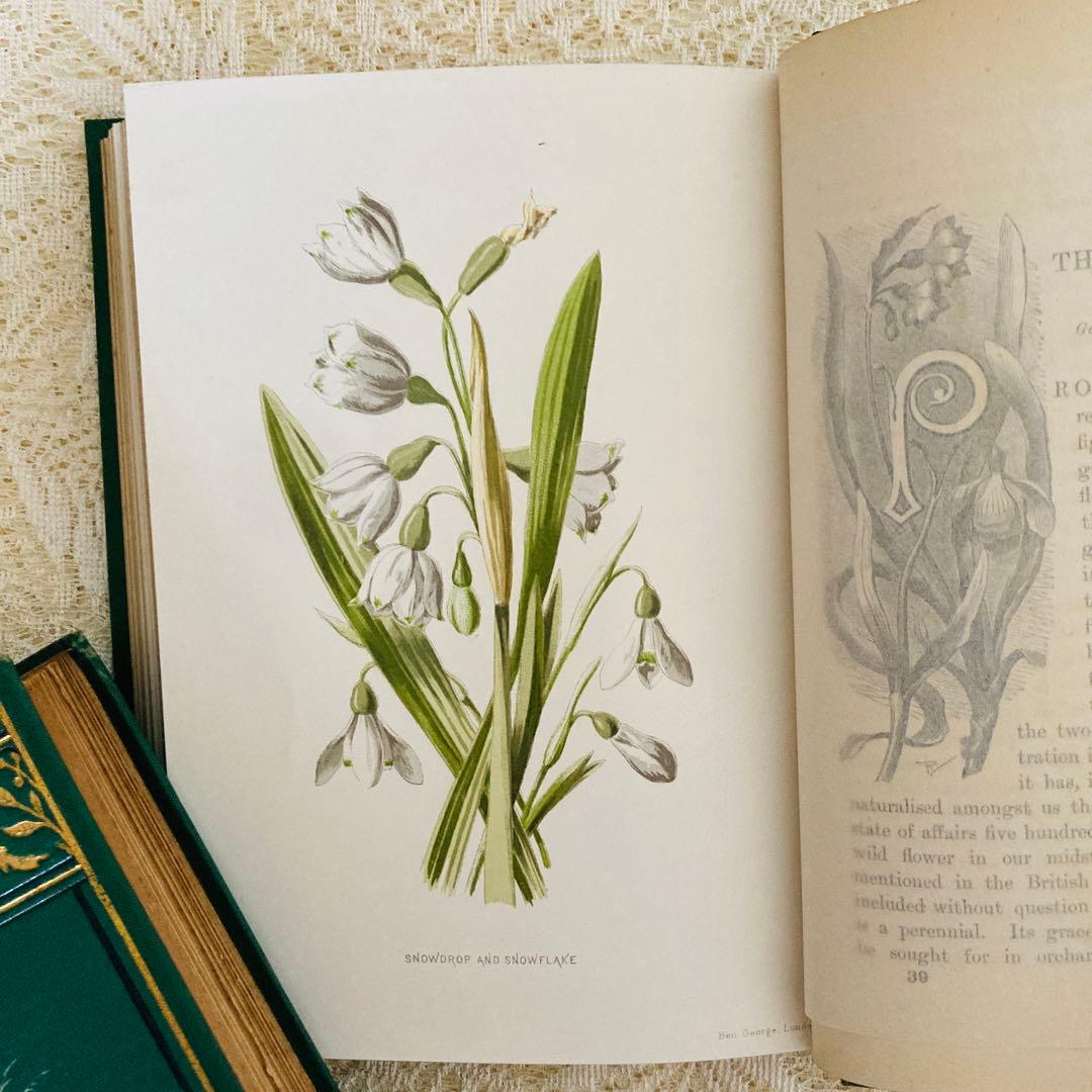 Familiar Wild Flowers　希少なアンティーク植物図鑑　洋書古書