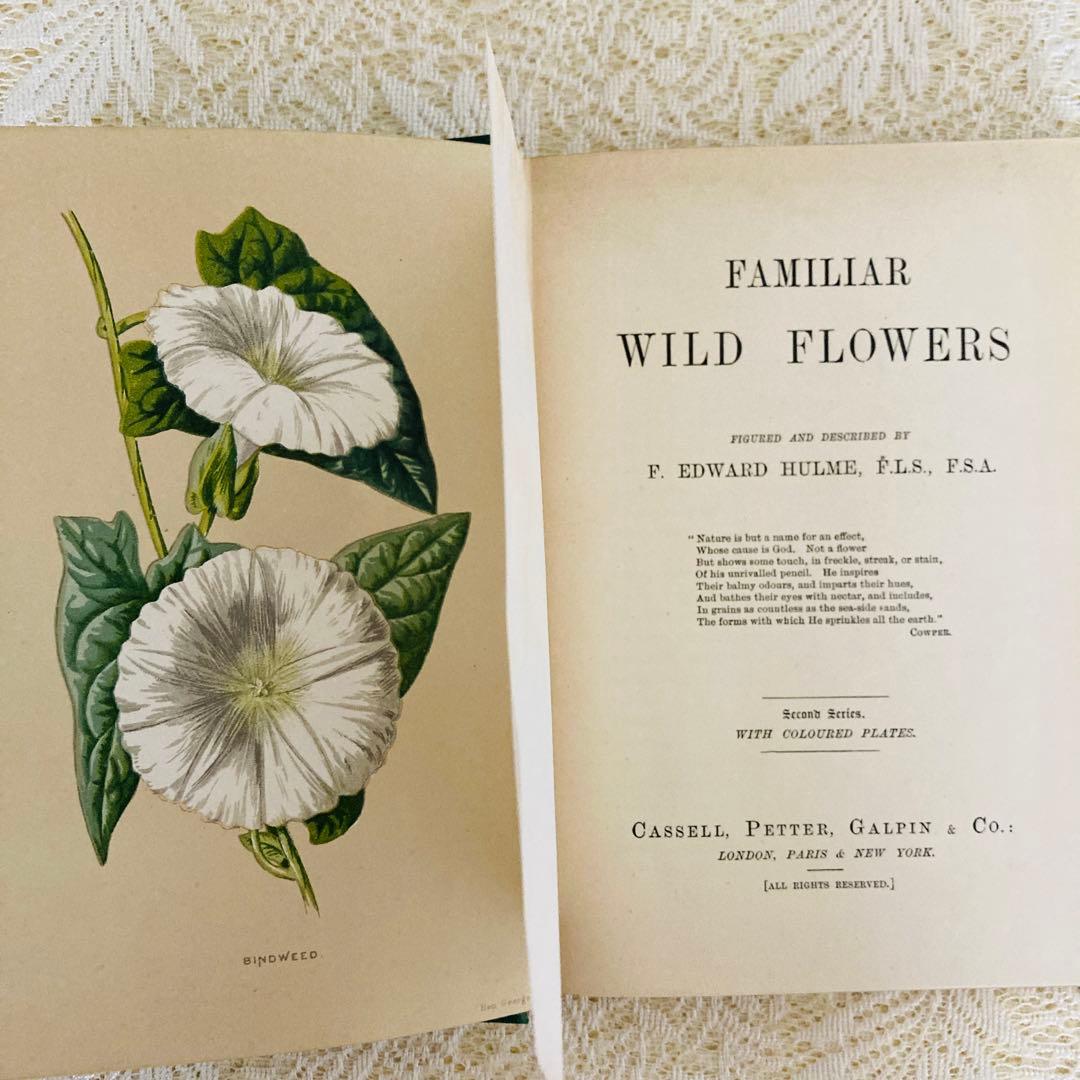 Familiar Wild Flowers　希少なアンティーク植物図鑑　洋書古書