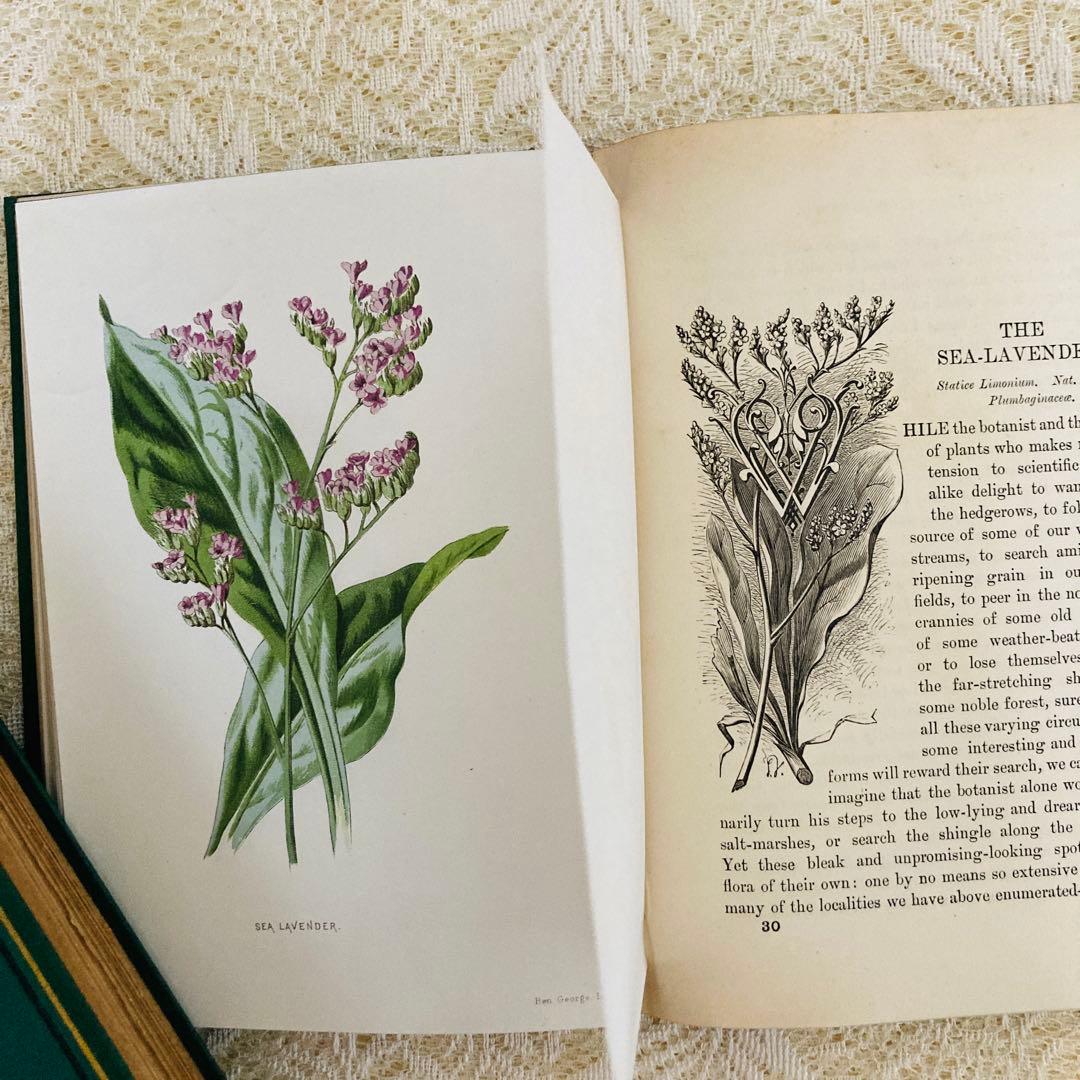 Familiar Wild Flowers　希少なアンティーク植物図鑑　洋書古書