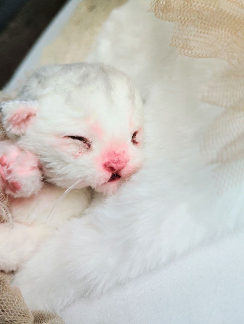 生後１日♡生まれたて子猫ちゃん♡おねんねセット♡アートドール♡ぬいぐるみ♡