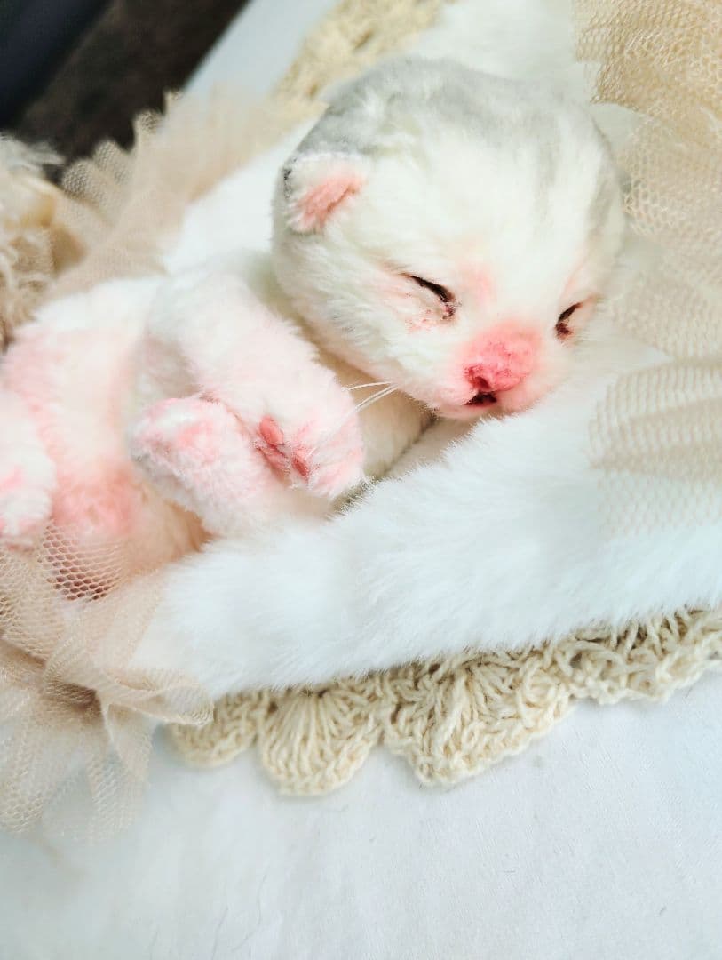 生後１日♡生まれたて子猫ちゃん♡おねんねセット♡アートドール♡ぬいぐるみ♡