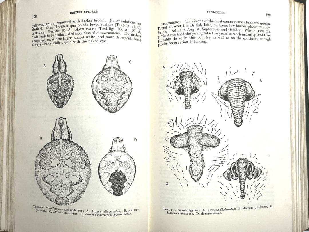 ⭕️新価格⭕️★BRITISH SPIDERS I・IIイギリスの蜘蛛図鑑
