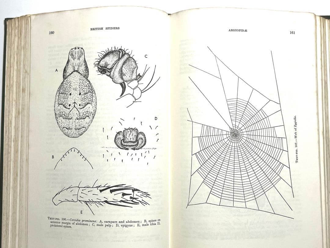 ⭕️新価格⭕️★BRITISH SPIDERS I・IIイギリスの蜘蛛図鑑