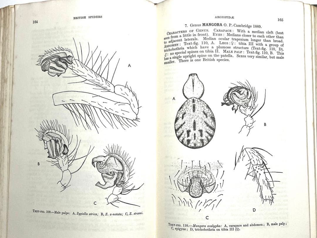⭕️新価格⭕️★BRITISH SPIDERS I・IIイギリスの蜘蛛図鑑
