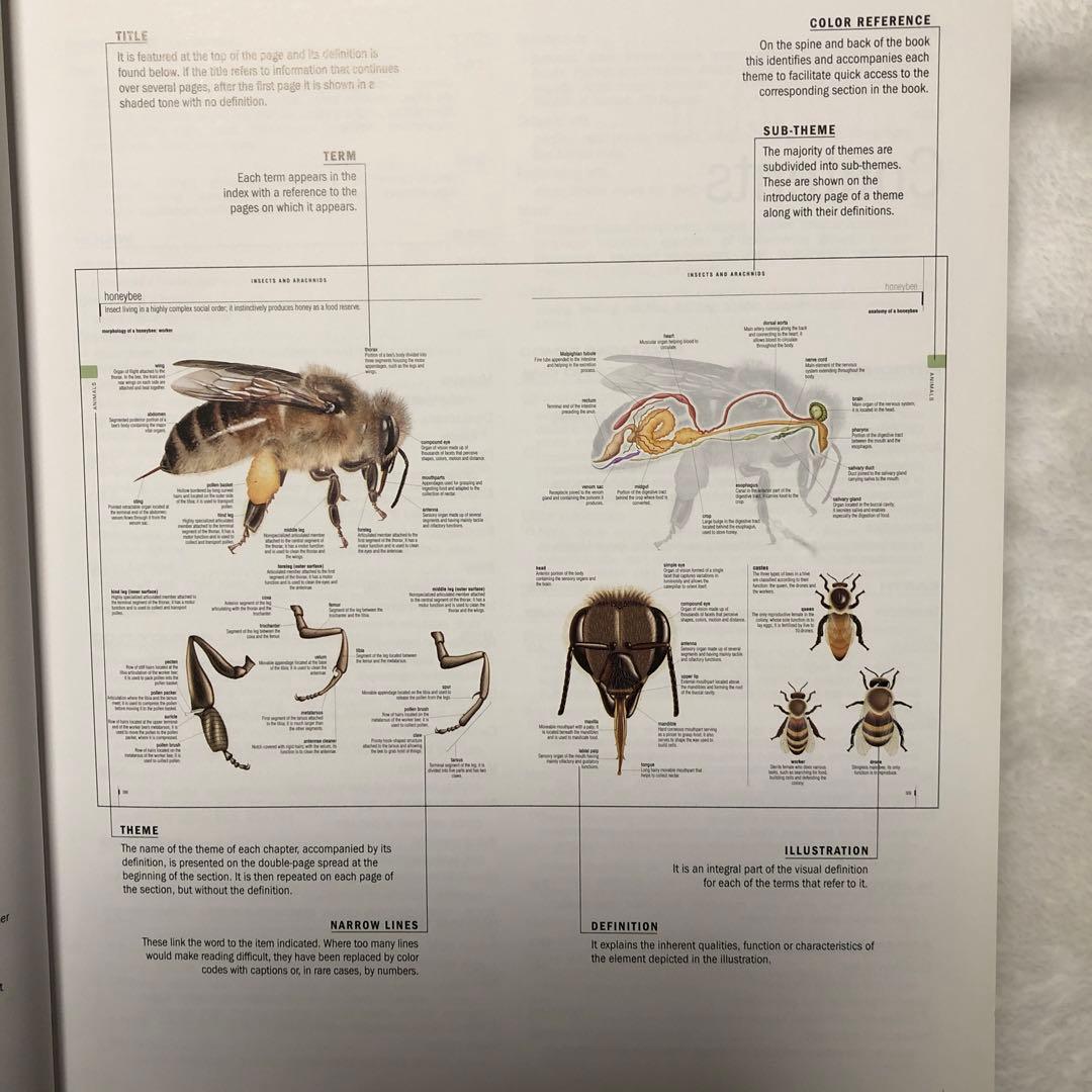 語学・辞書・学習参考書 Merriam-Webster's Visual Dictionary