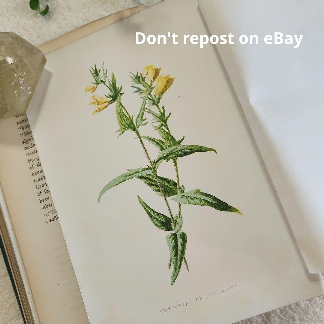 植物図鑑　洋書　古書　ボタニカルアート　アンティーク　リトグラフ　24