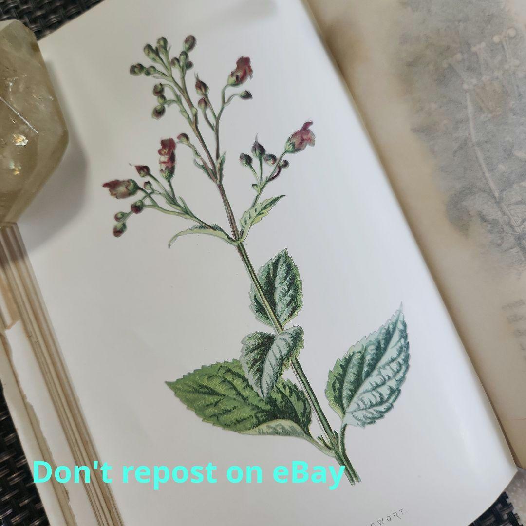 植物図鑑　洋書　古書　ボタニカルアート　アンティーク　リトグラフ　24