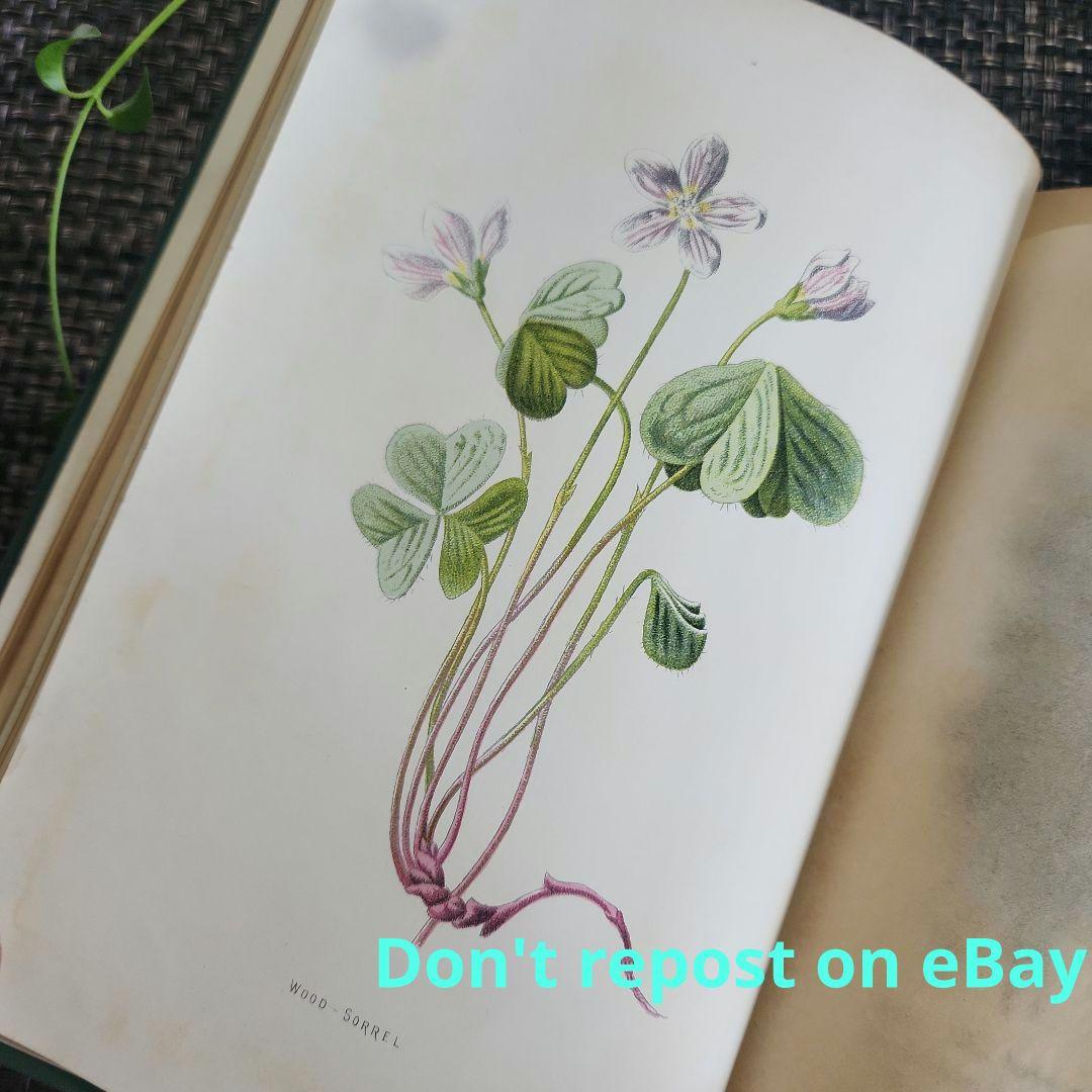 植物図鑑　洋書　古書　ボタニカルアート　アンティーク　リトグラフ　24