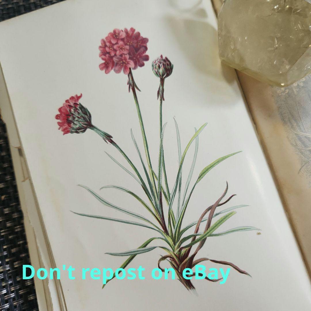 植物図鑑　洋書　古書　ボタニカルアート　アンティーク　リトグラフ　24