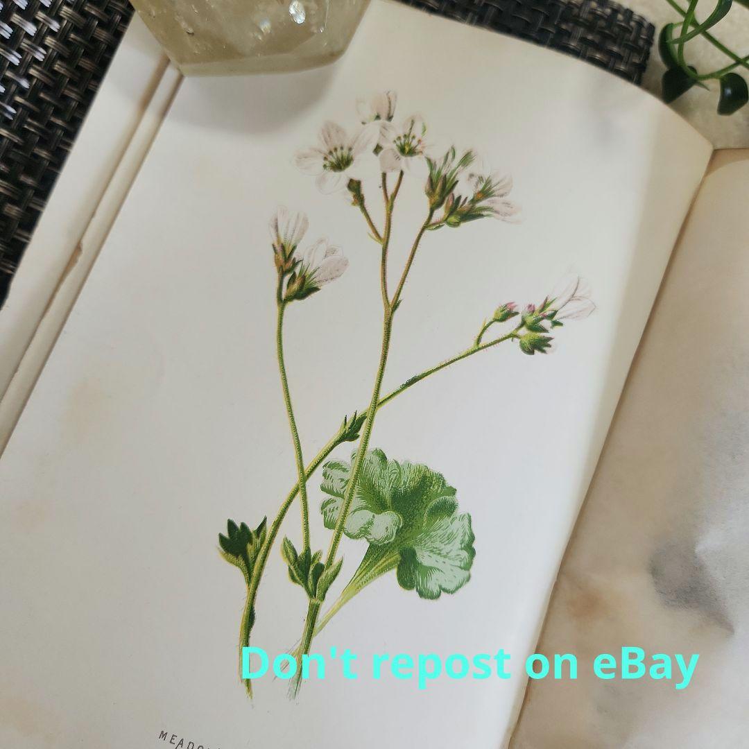 植物図鑑　洋書　古書　ボタニカルアート　アンティーク　リトグラフ　24