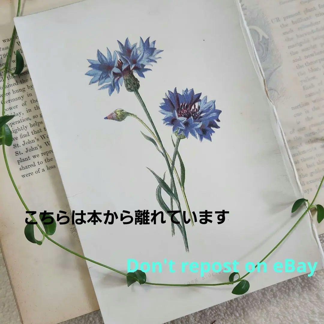 植物図鑑　洋書　古書　ボタニカルアート　アンティーク　リトグラフ　24