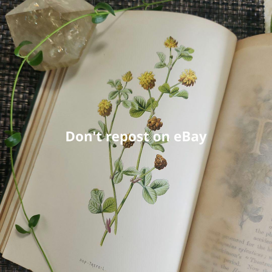 植物図鑑　洋書　古書　ボタニカルアート　アンティーク　リトグラフ　24