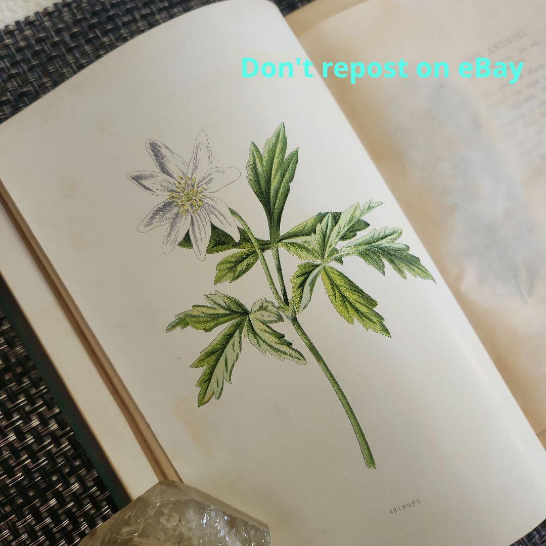 植物図鑑　洋書　古書　ボタニカルアート　アンティーク　リトグラフ　24