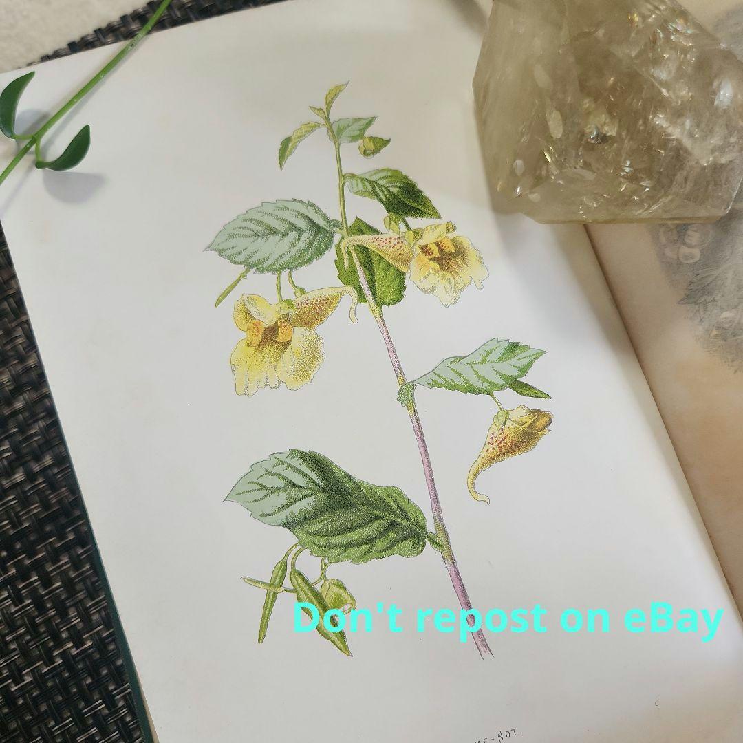 植物図鑑　洋書　古書　ボタニカルアート　アンティーク　リトグラフ　24