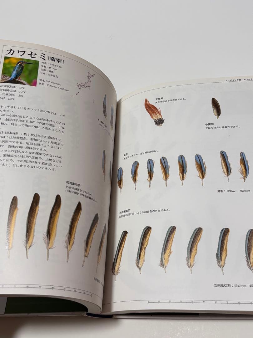 日本の野鳥　羽根図鑑